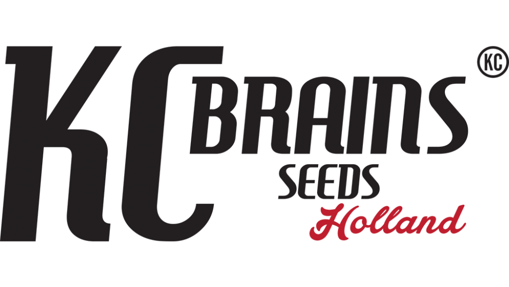 KC Brains