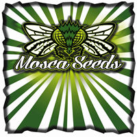 Mosca Seeds