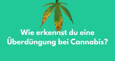Wie erkennst du eine Überdüngung bei Cannabis?