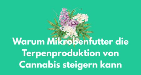 Warum Mikrobenfutter die Terpenproduktion von Cannabis steigern kann
