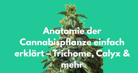 Anatomie der Cannabispflanze einfach erklärt – Trichome, Calyx & mehr