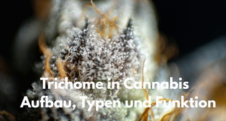 Trichome in Cannabis  - Aufbau, Typen und Funktion