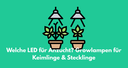 Welche LED für Anzucht? Growlampen für Keimlinge & Stecklinge