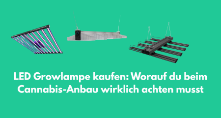 LED Growlampe kaufen: Worauf du beim Cannabis-Anbau wirklich achten musst
