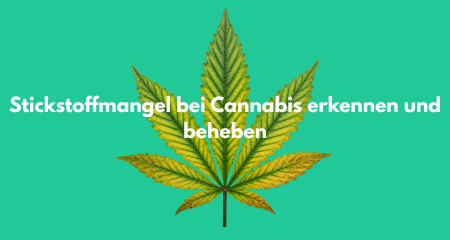 Stickstoffmangel bei Cannabis erkennen und beheben