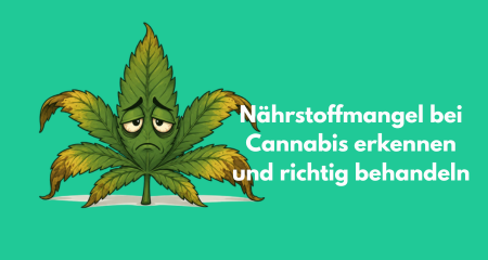 Nährstoffmangel bei Cannabis erkennen und richtig behandeln