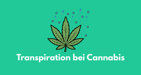 Transpiration bei Cannabis: Wie Stomata, Blatttemperatur und Luftfeuchtigkeit zusammenwirken