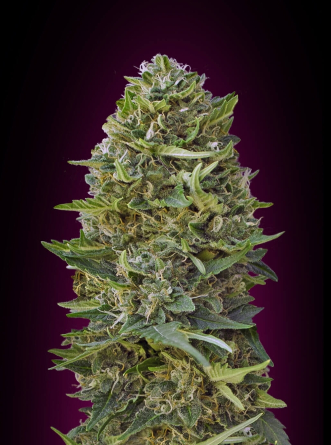 Caramel Kush - 00 Seeds Seedsbank