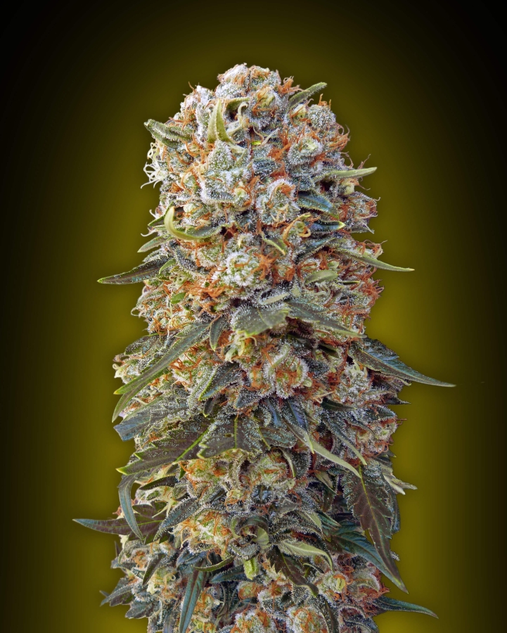 Sweet Critical - 00 Seeds Seedsbank