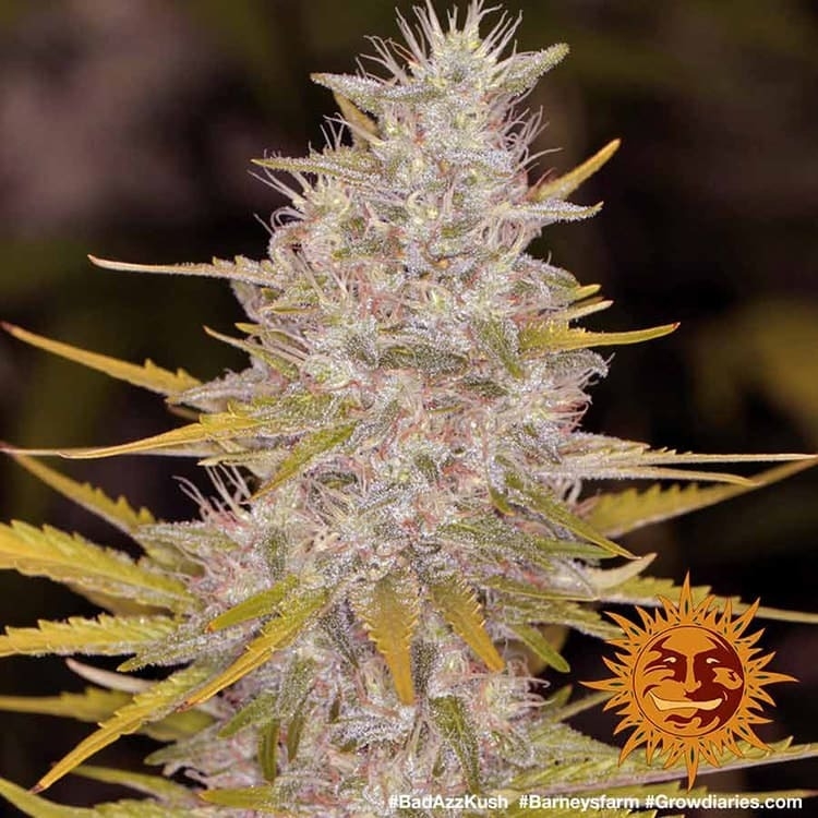 Bad Azz Kush - Barney's Farm