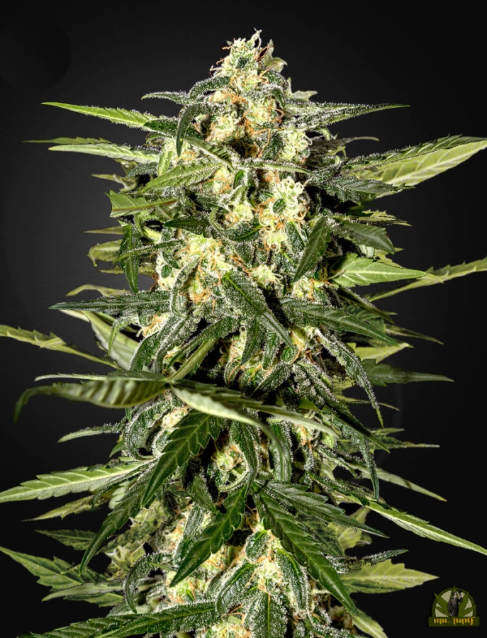 Jack Herer Auto - Green House Seeds