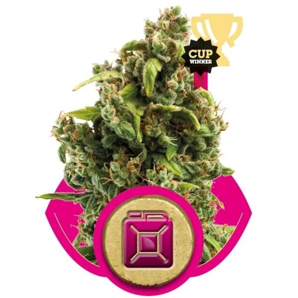 Sour Diesel - Royal Queen Seeds