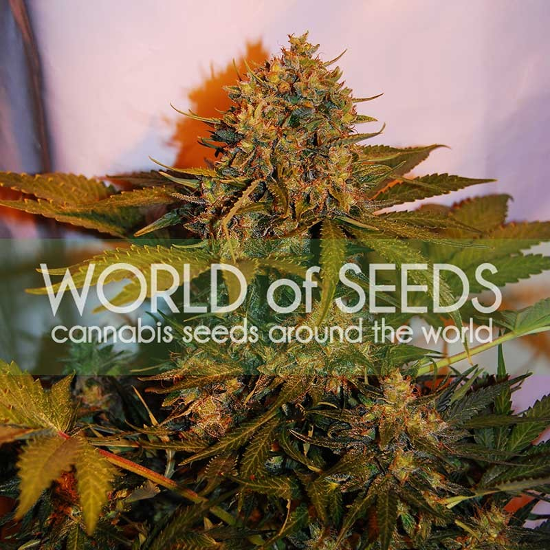 Northern Light x Big Bud Ryder - World of Seeds