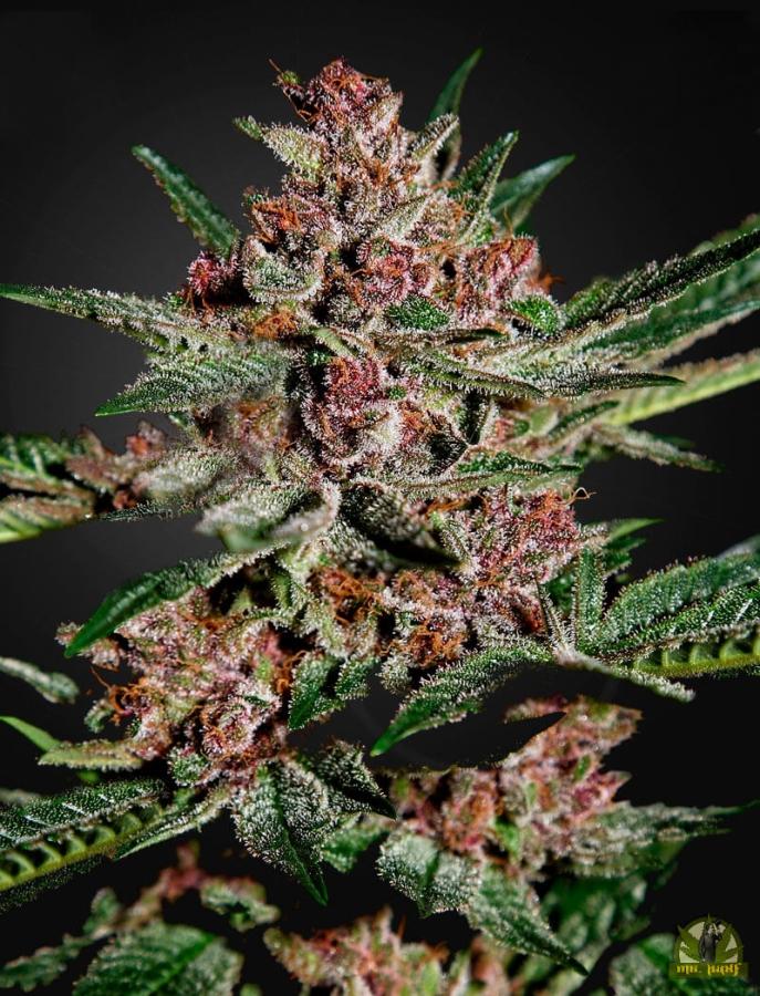 Bubba Kush - Green House Seeds