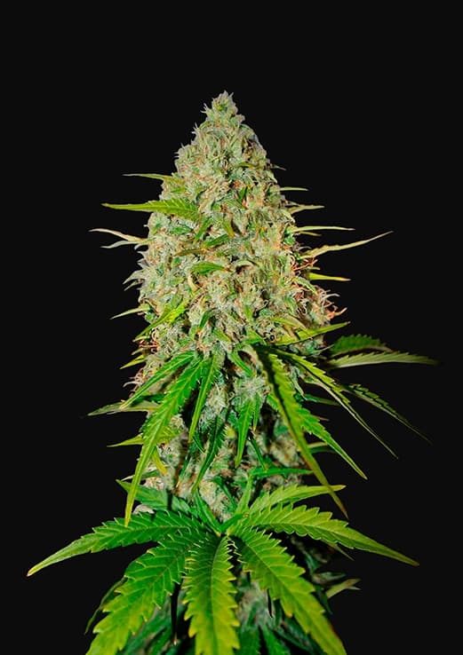 Grapefruit Auto - FastBuds Seeds