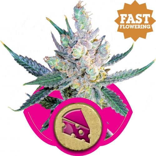 Royal Cheese FAST Version - Royal Queen Seeds