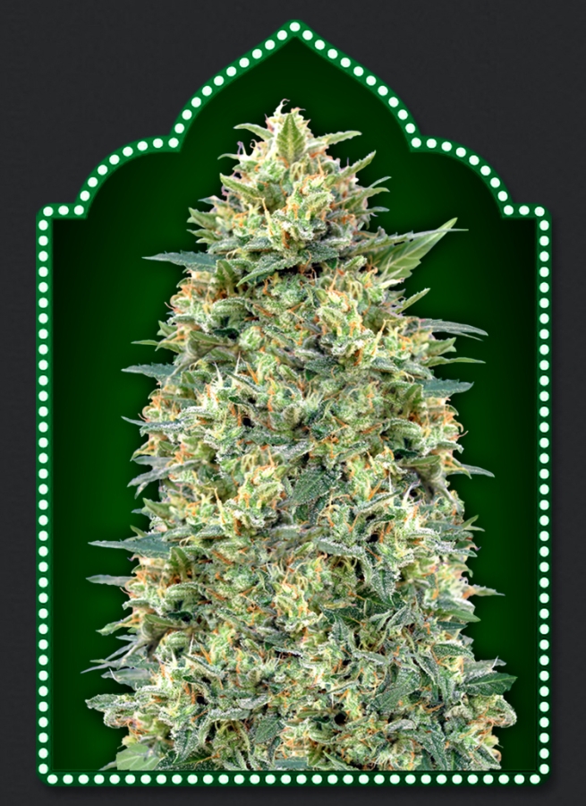 Auto White Widow - 00 Seeds