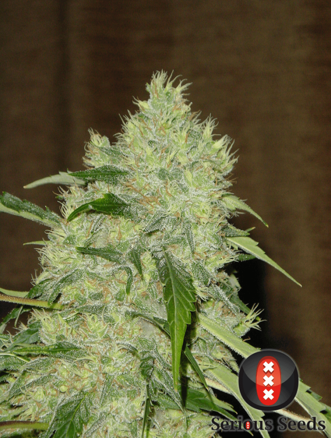 Bubble Gum Reg. - Serious Seeds