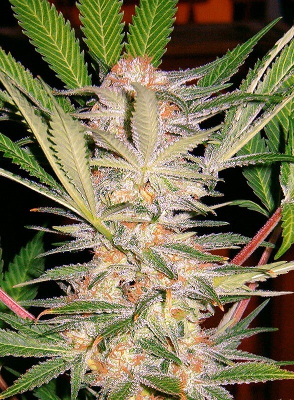 S.A.D. Sweet Afgani Delicious S1 - Sweet Seeds