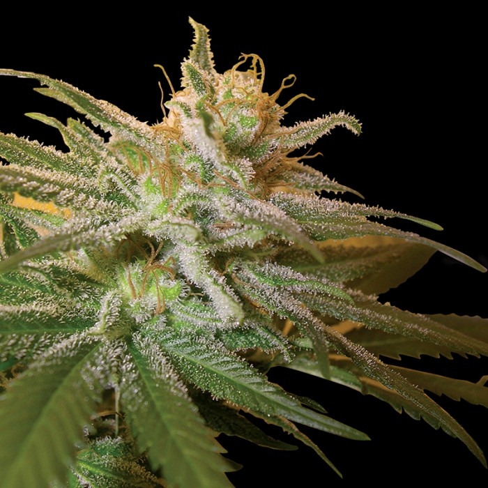 Kushberry - DNA Genetics