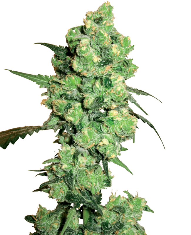 Super Skunk Feminisierte Hanfsamen von White Label, 3 Samen