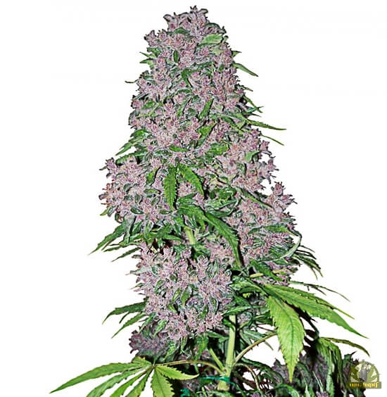 Purple Bud - White Label Seeds