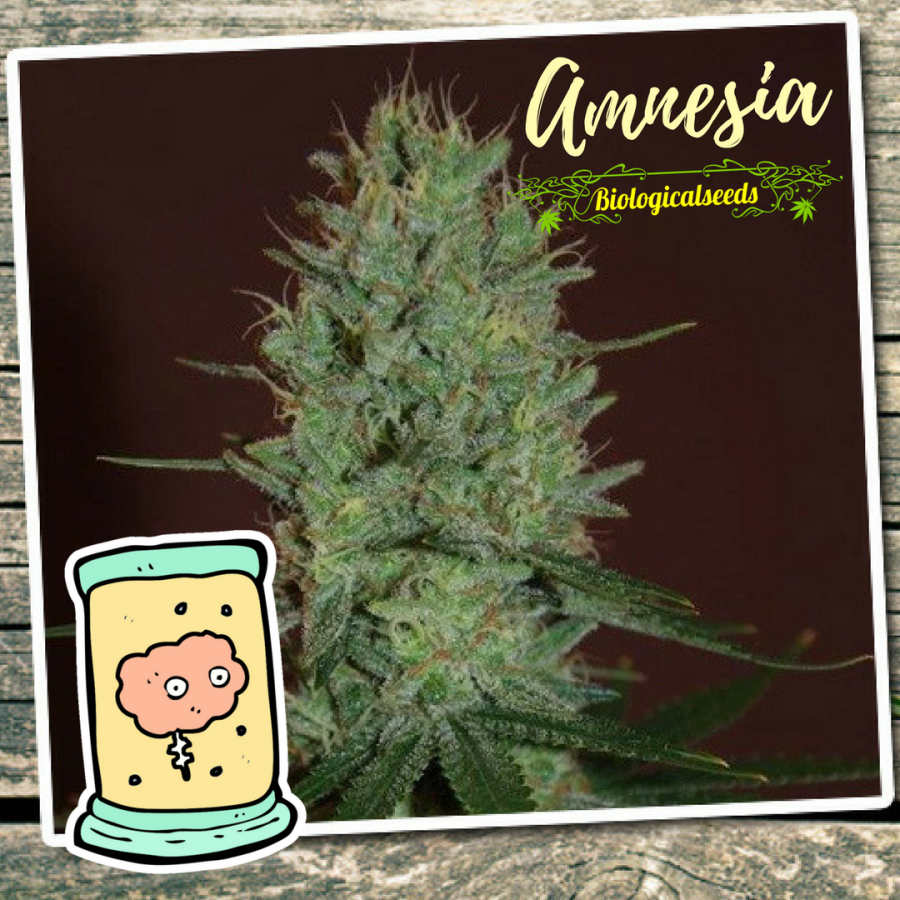 Amnesia - Biological Seeds