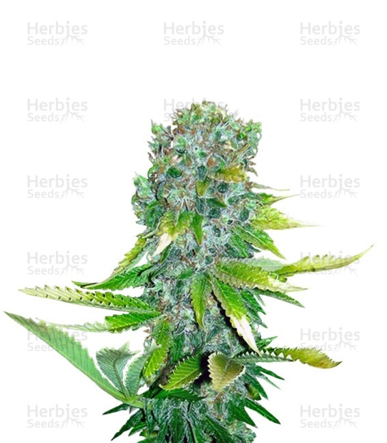 Auto Love Peace (VIP seeds) Cannabis-Samen