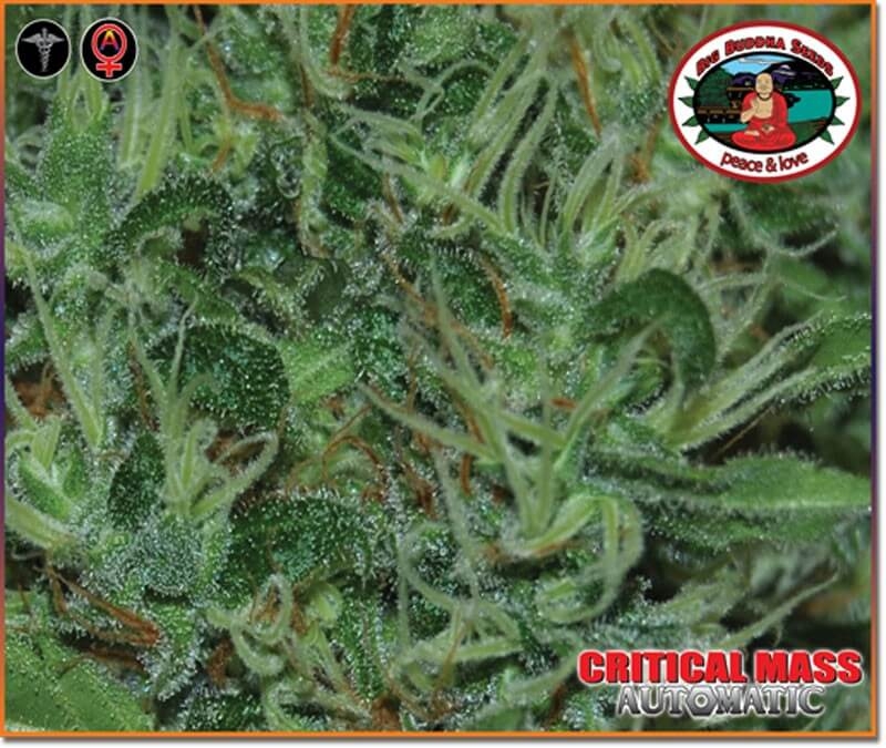 Critical Mass Automatic - Big Buddha Seeds