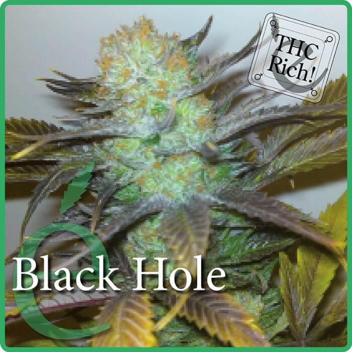 Black Hole - élite Seeds