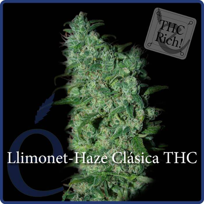 Llimonet Haze Clásica THC - élite Seeds