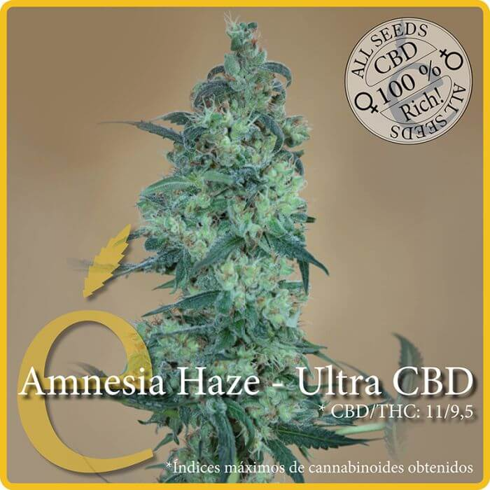 Amnesia Haze Ultra CBD - élite Seeds