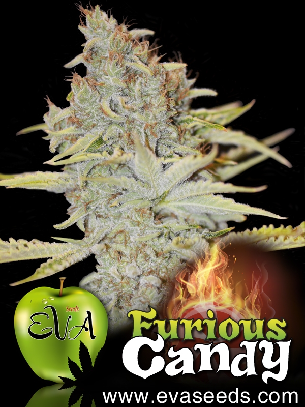 Furious Candy - Eva Seeds