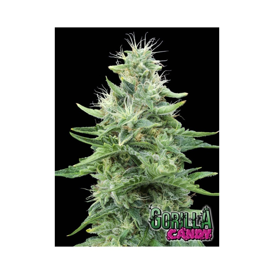 Gorilla Candy - Eva Seeds