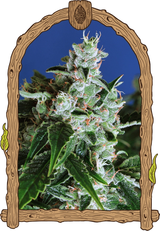 Sir Jack Auto - Exotic Seeds