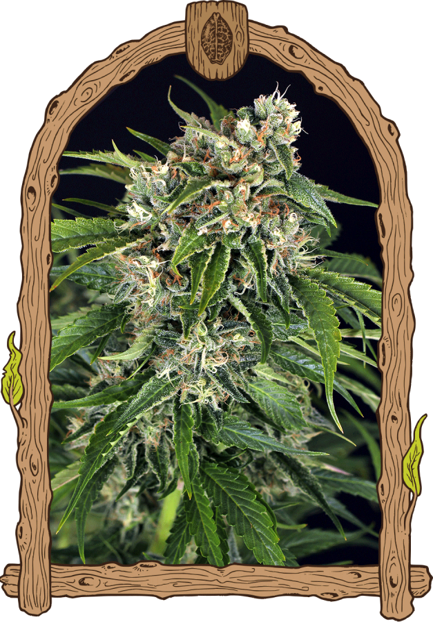 Sir Jack Auto Pure CBD - Exotic Seeds