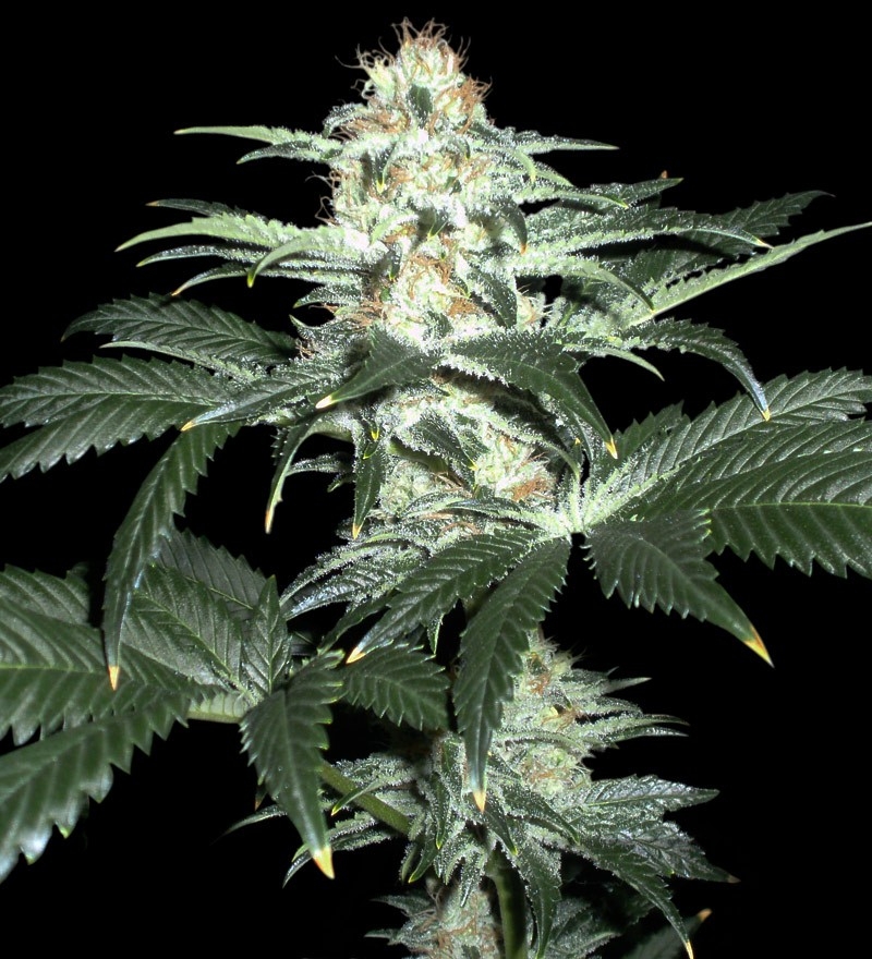 Critical Sensi Star - Delicious Seeds