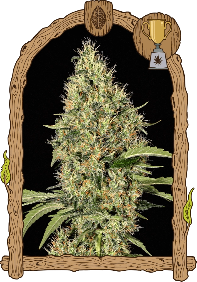 Gipsy Widow - Exotic Seeds