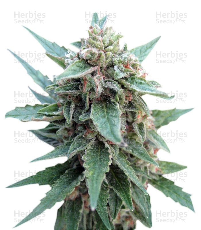 Buddha Red Dwarf Auto (Buddha Seeds) Cannabis-Samen