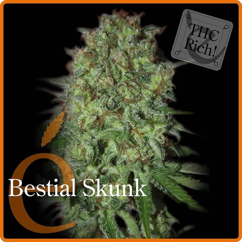 Bestial Skunk - éLite Seeds