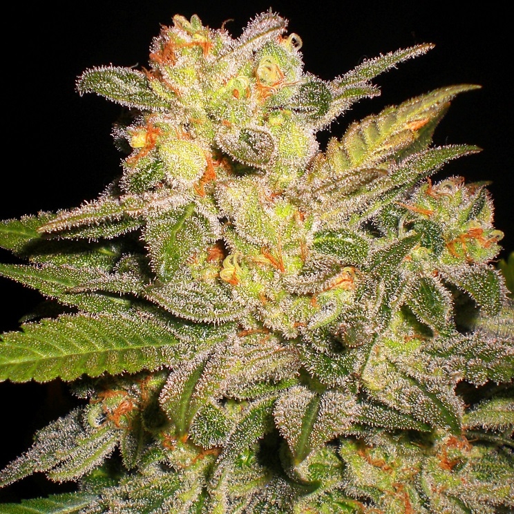 Auto Nl - G13 Labs