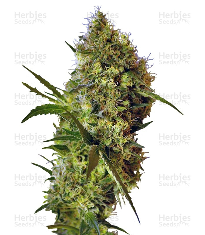 Big Devil Auto (Sweet Seeds) Cannabis-Samen