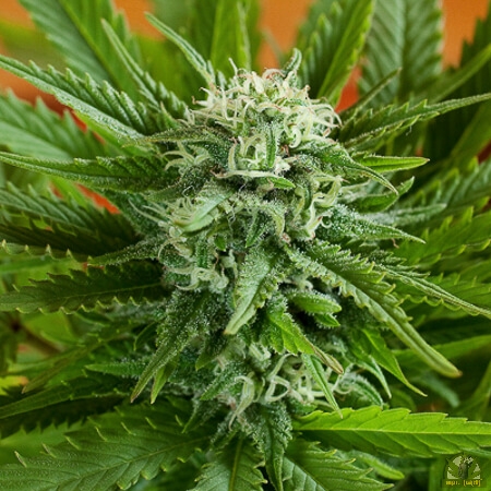 Pineapple Express Auto - G13 Labs