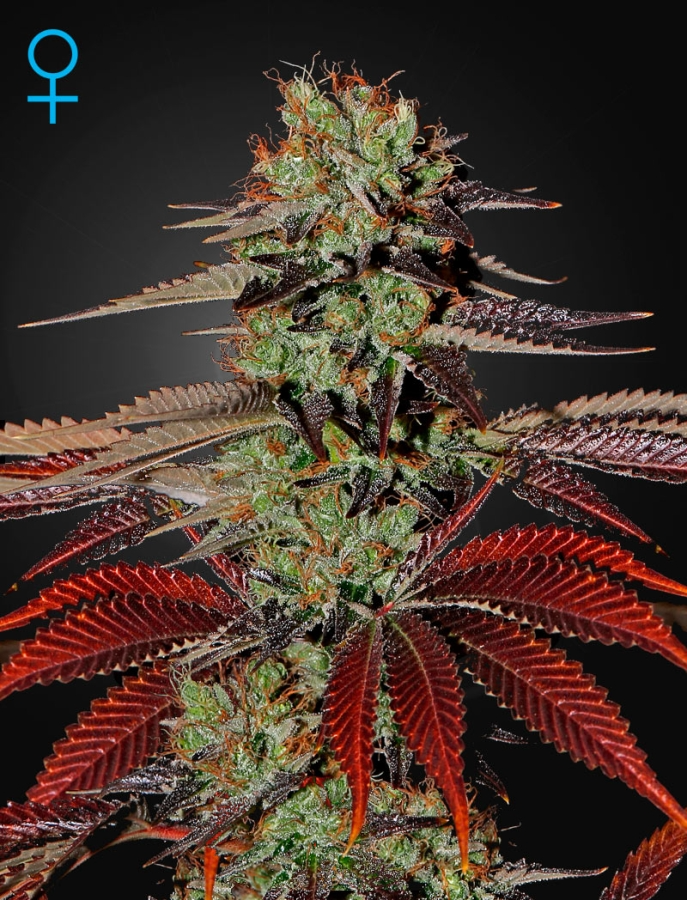 King's Kush Auto - GreenHouse Seeds