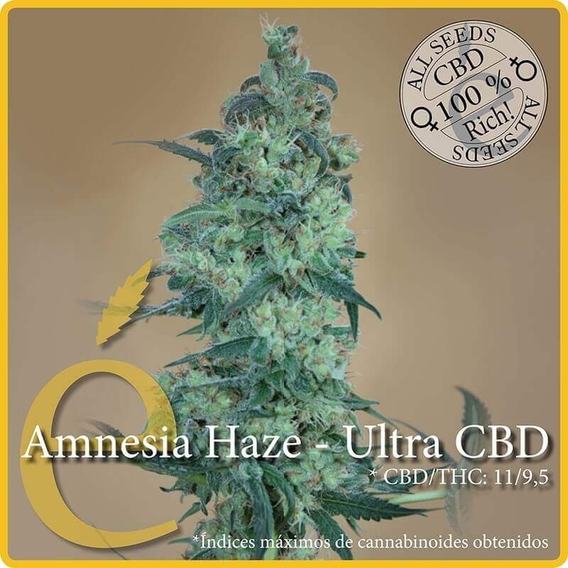 Amnesia Haze Ultra CBD - éLite Seeds