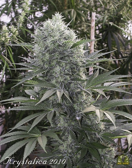 Krystalica Reg. - Mandala Seeds