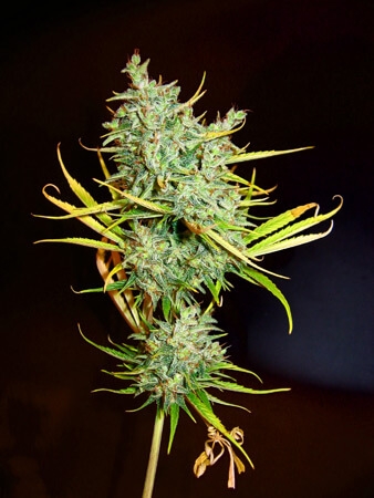 Mango Haze Reg. - Mr. Nice seeds