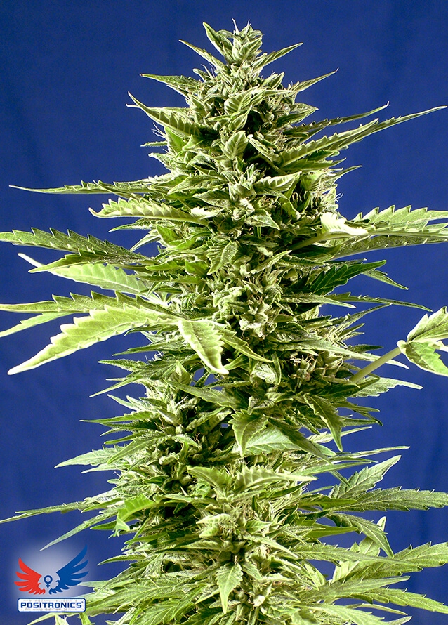 Jack Diesel Express - Positronics Seeds