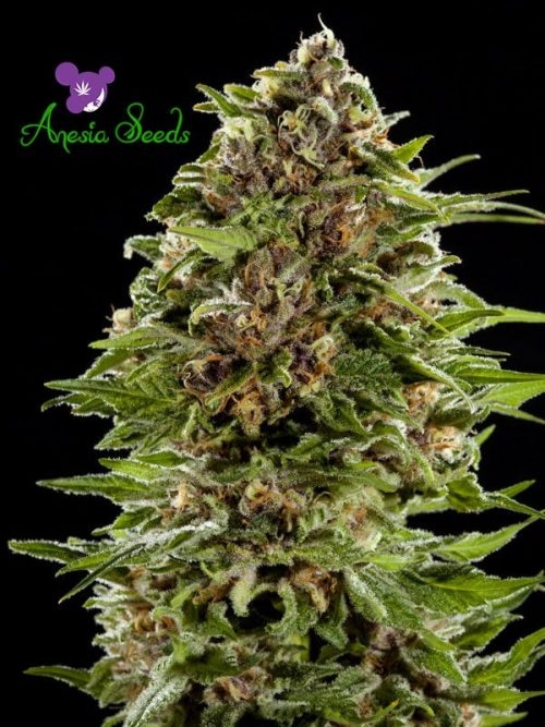 Auto Bubblegum - Anesia Seeds