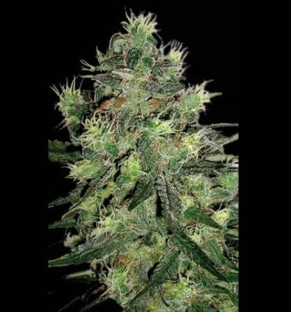 Midnight Blue - Sagarmatha Seeds